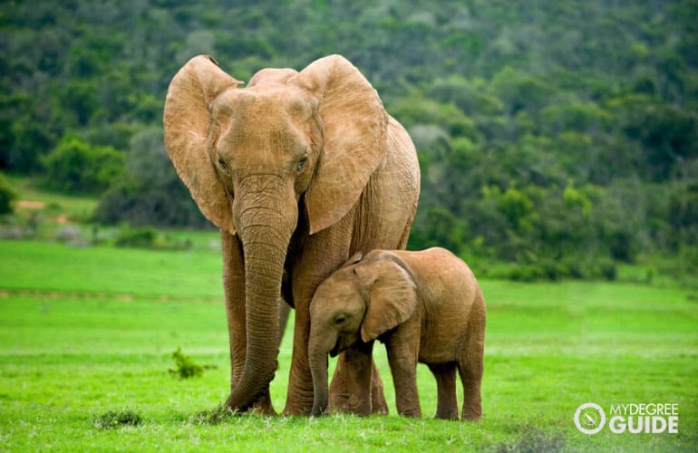elefante y bebe elefante
